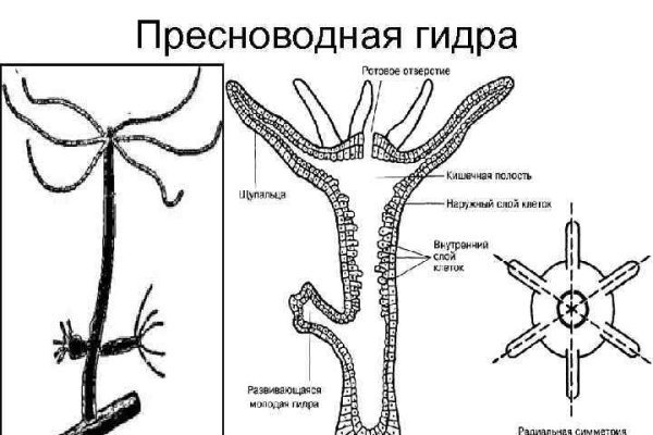 Официальный сайт даркнета